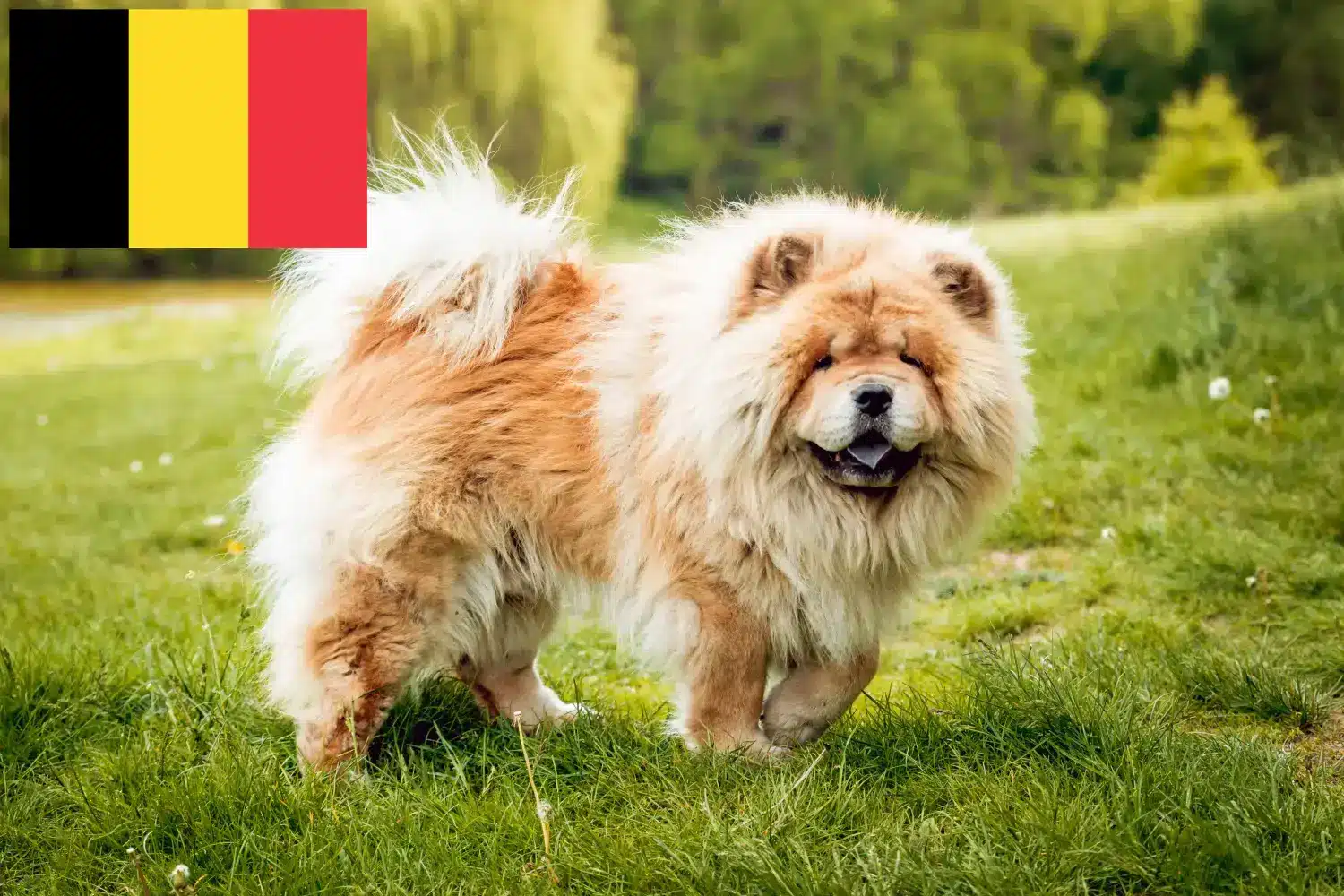 Chow-Chow kölyökkutyák és tenyésztők Belgium Itt találhat Chow-Chow tenyésztőket Belgiumban.