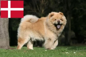 Read more about the article Chow-Chow tenyésztők és kölykök Dániában