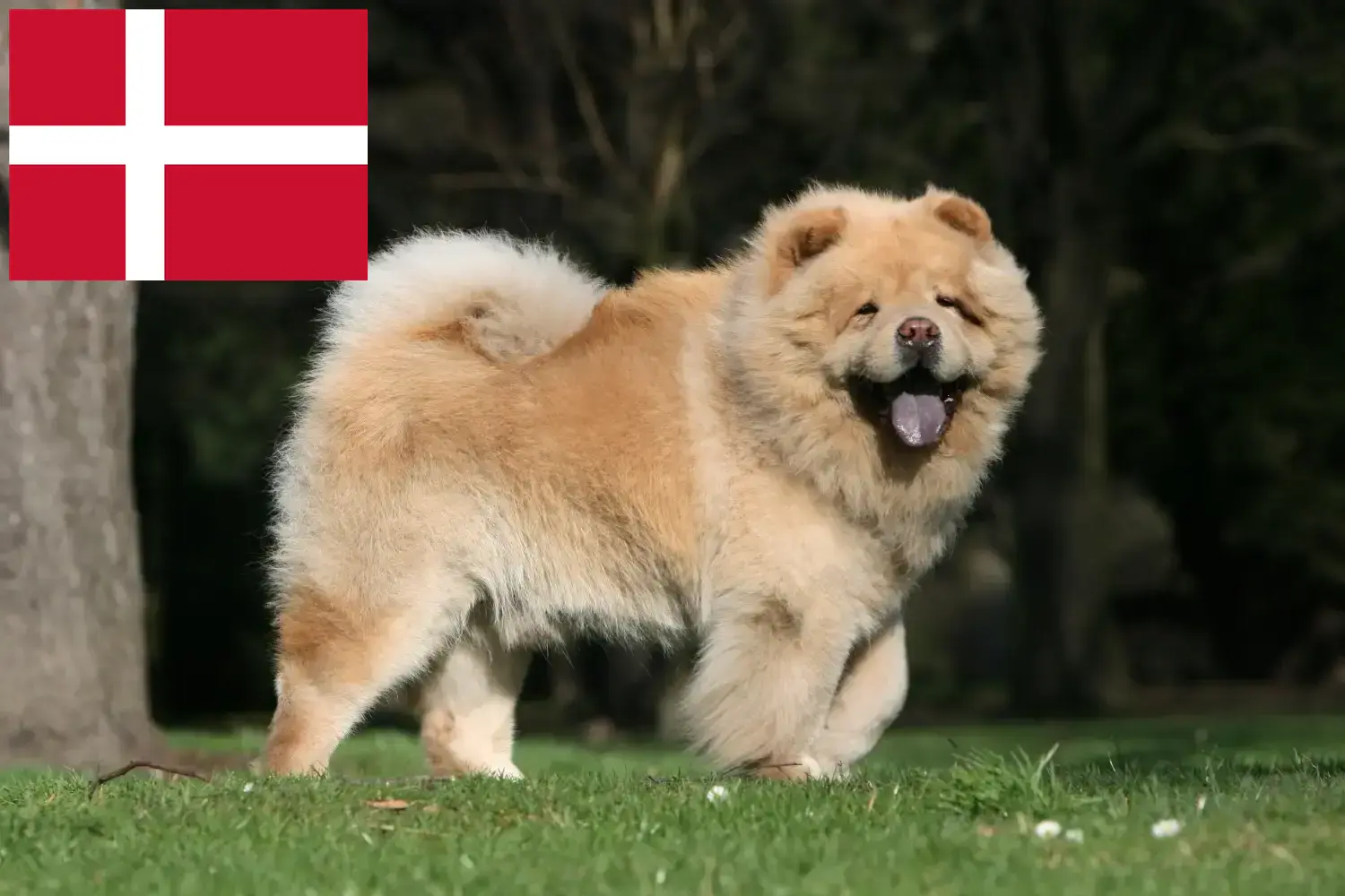 Chow-Chow kiskutyák és tenyésztők Dánia Itt megtalálja a dániai Chow-Chow tenyésztőket.