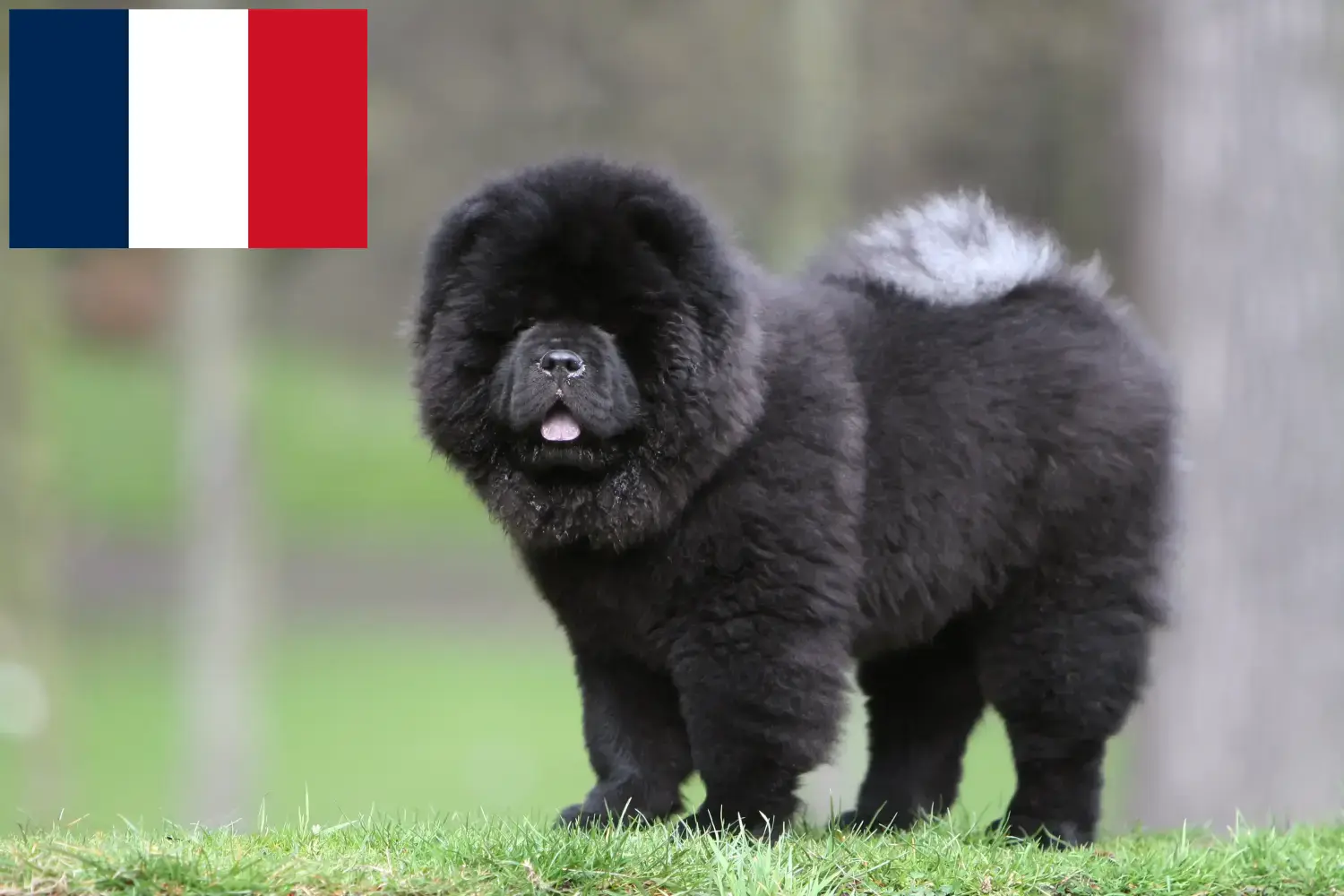Chow-Chow kiskutyák és tenyésztők Franciaország Itt találhat Chow-Chow tenyésztőket Franciaországban.
