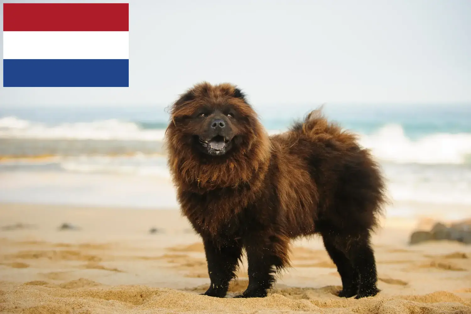 Chow-Chow kiskutyák és tenyésztők Hollandia Itt megtalálja a Chow-Chow tenyésztőket Hollandiában.