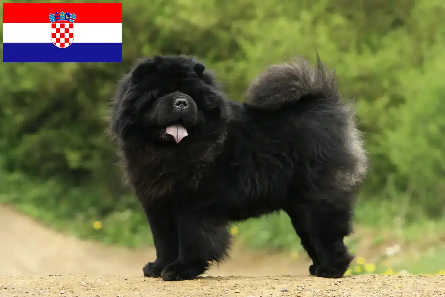 Chow-Chow kölyökkutyák és tenyésztők Horvátország Itt megtalálhatja a horvátországi Chow-Chow tenyésztőket.