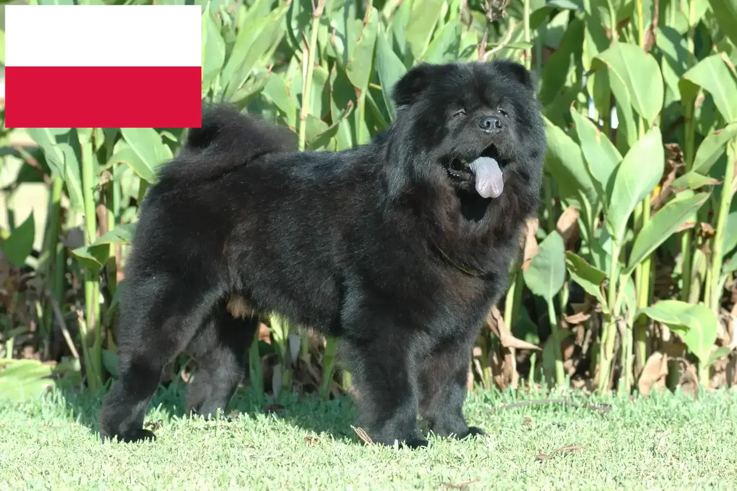Chow-Chow kiskutyák és tenyésztők Lengyelország Itt találhat Chow-Chow tenyésztőket Lengyelországban.