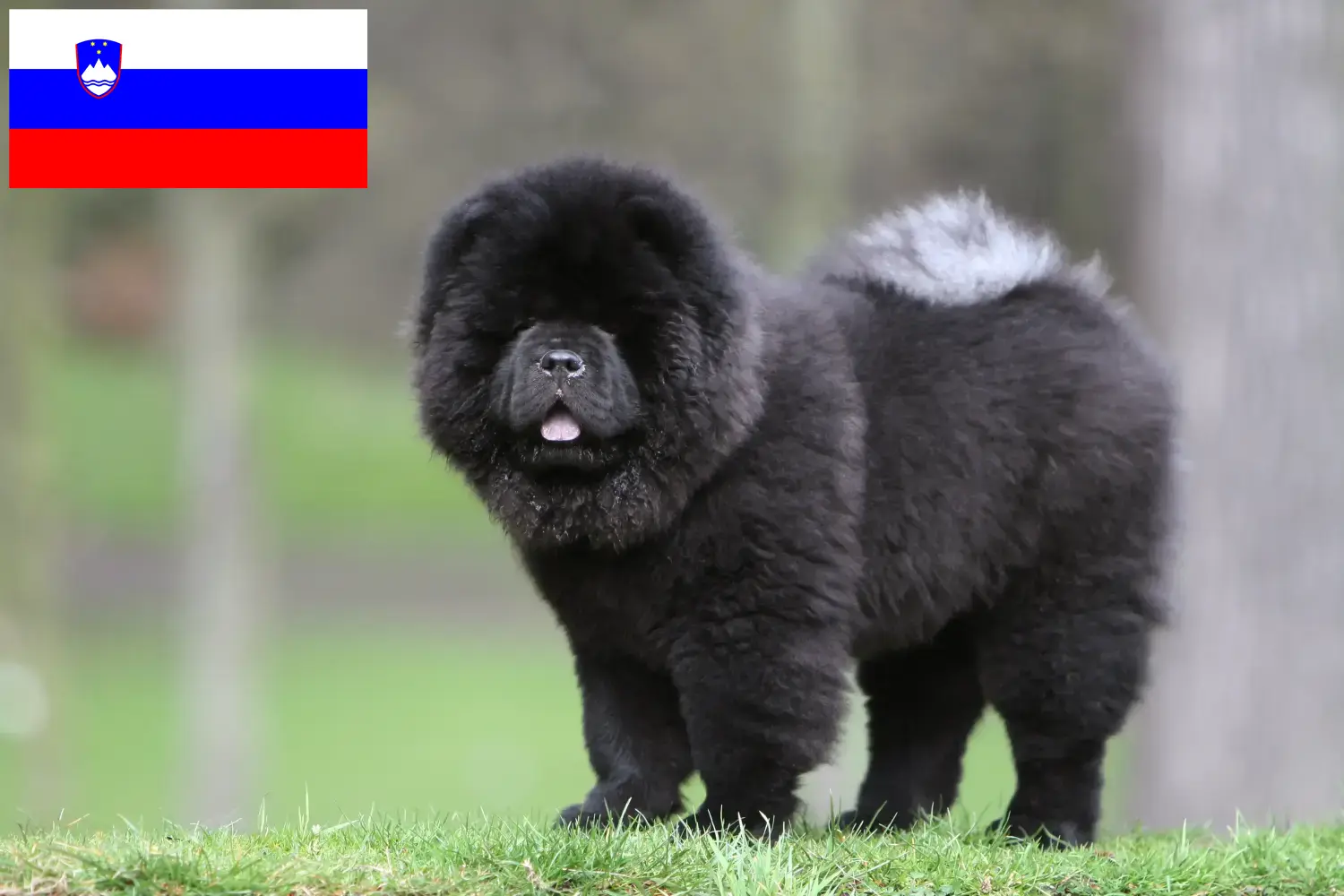 Chow-Chow kiskutyák és tenyésztők Szlovénia Itt megtalálja a szlovéniai Chow-Chow tenyésztőket.