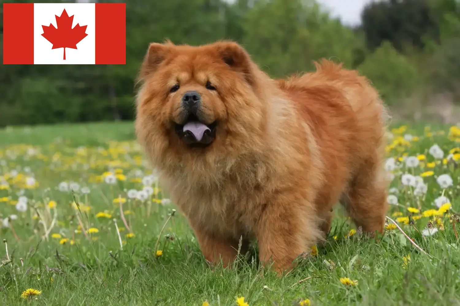 Chow-Chow kiskutyák és tenyésztők Kanada Találd meg a Chow Chow Chow tenyésztőket Kanadában.