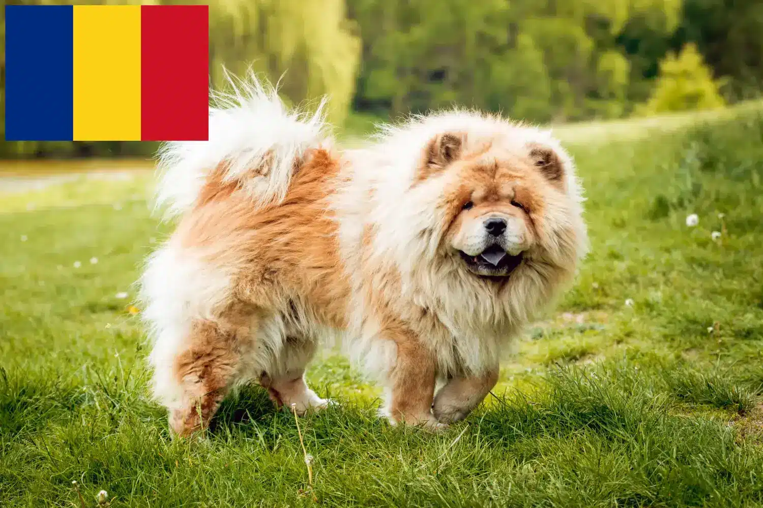 Chow-Chow kiskutyák és tenyésztők Románia Itt találhat Chow-Chow tenyésztőket Romániában.