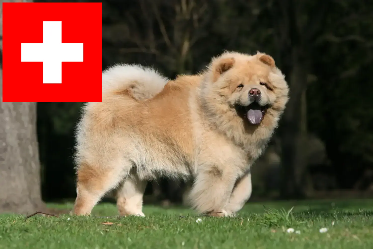 Chow-Chow kölykök és tenyésztők Svájcban Itt megtalálja a Chow-Chow tenyésztőket Svájcban.