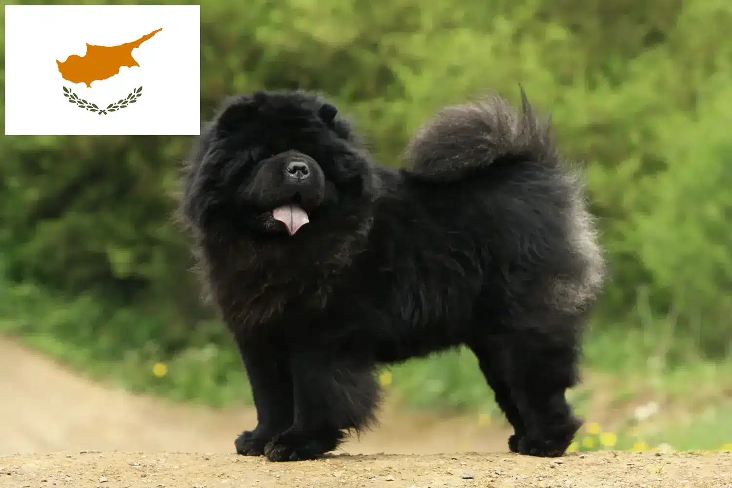 Chow-Chow kiskutyák és tenyésztők Ciprusi Köztársaság Itt találhat Chow-Chow tenyésztőket Cipruson.