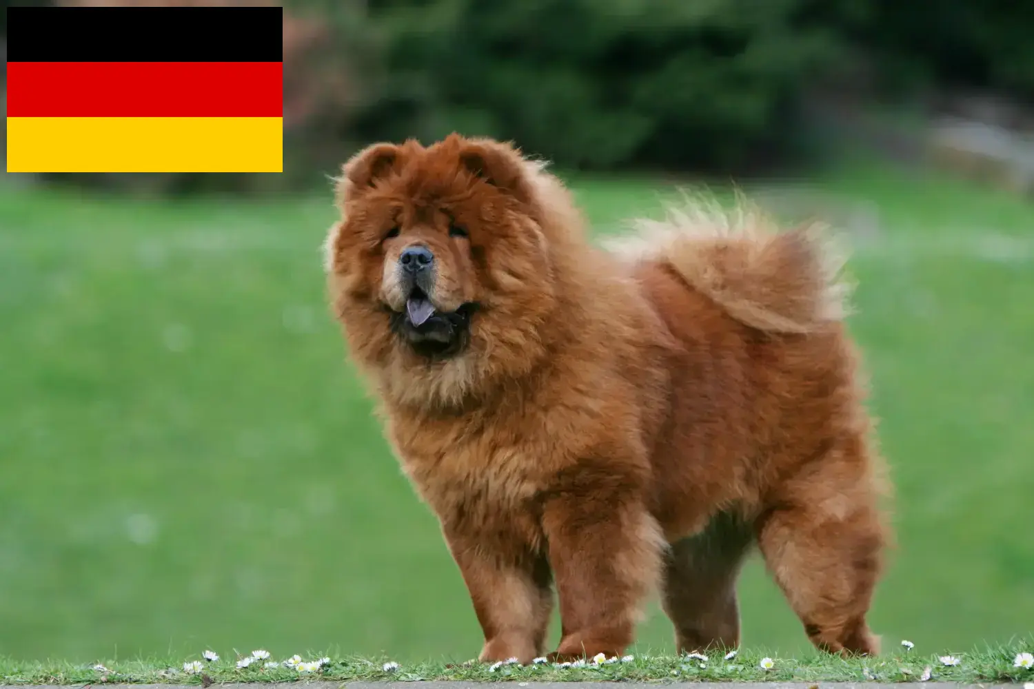 Chow-Chow kiskutyák és tenyésztők Németország Itt megtalálja a Chow-Chow tenyésztőket Németországban.