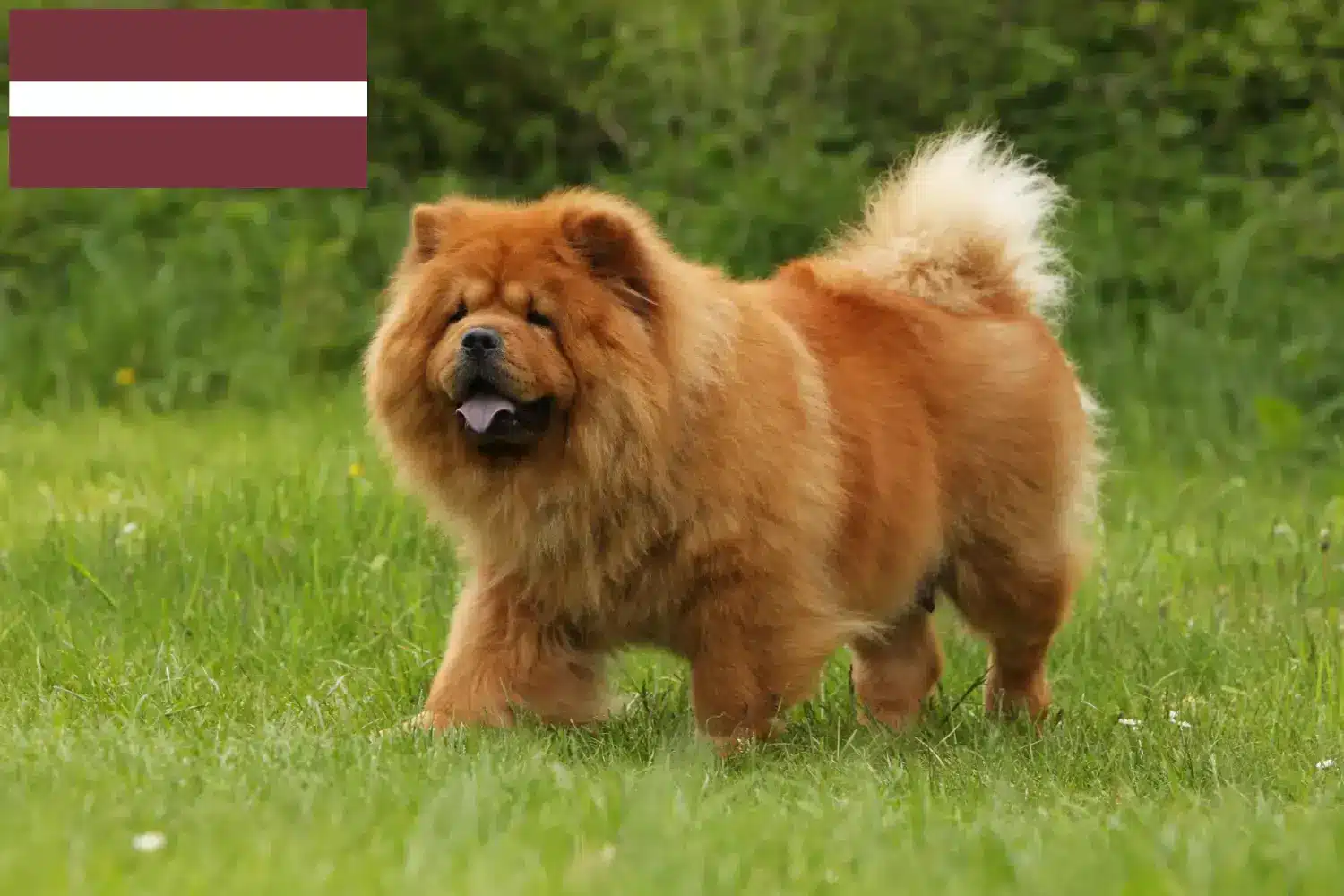 Chow-Chow kiskutyák és tenyésztők Lettország Itt találhat Chow-Chow tenyésztőket Lettországban.