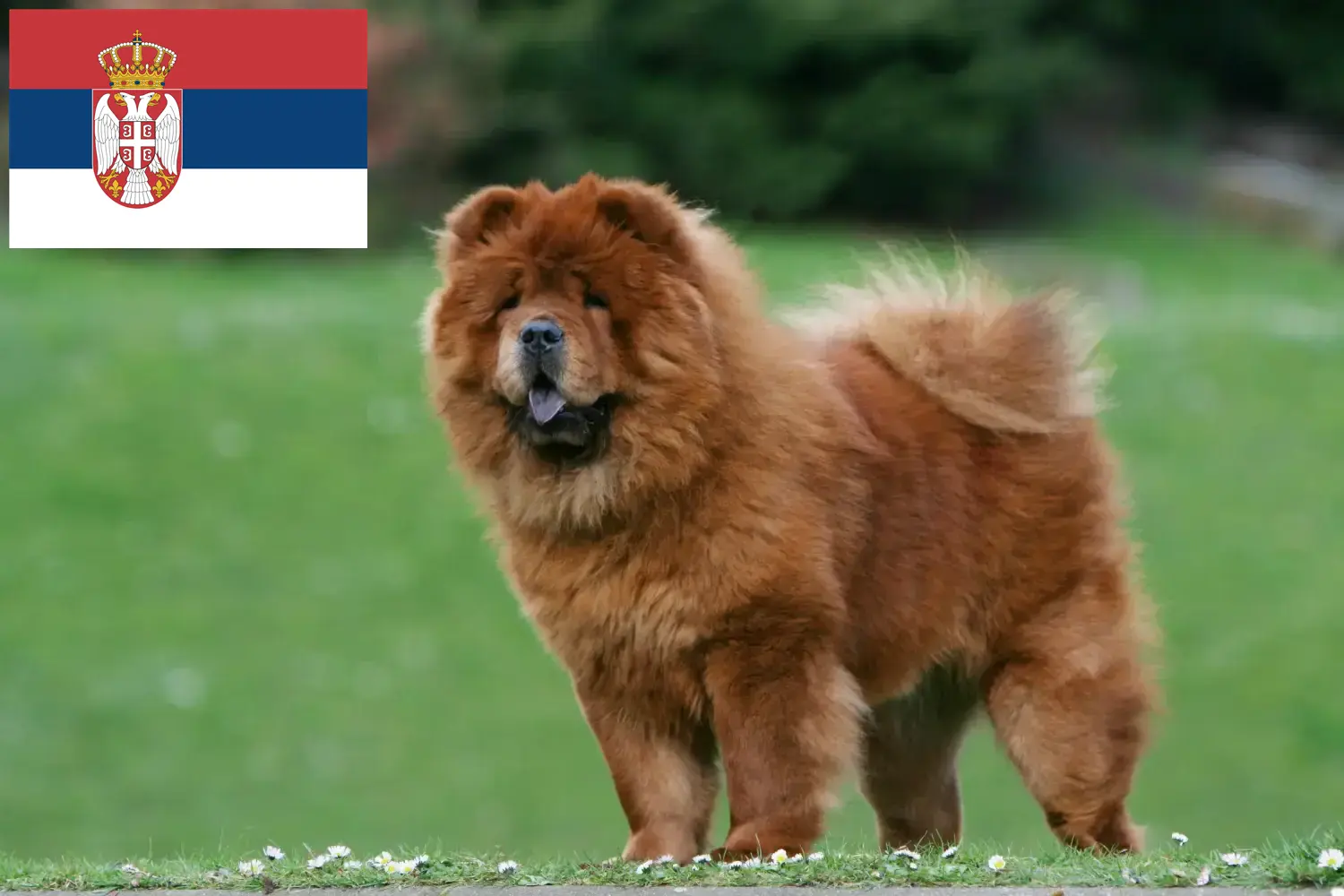Chow-Chow kiskutyák és tenyésztők Szerbia Itt találhat Chow-Chow tenyésztőket Szerbiában.