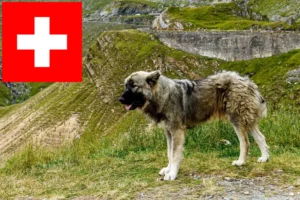 Read more about the article Ciobănesc Românesc Carpatin tenyésztők és kölykök Svájcban