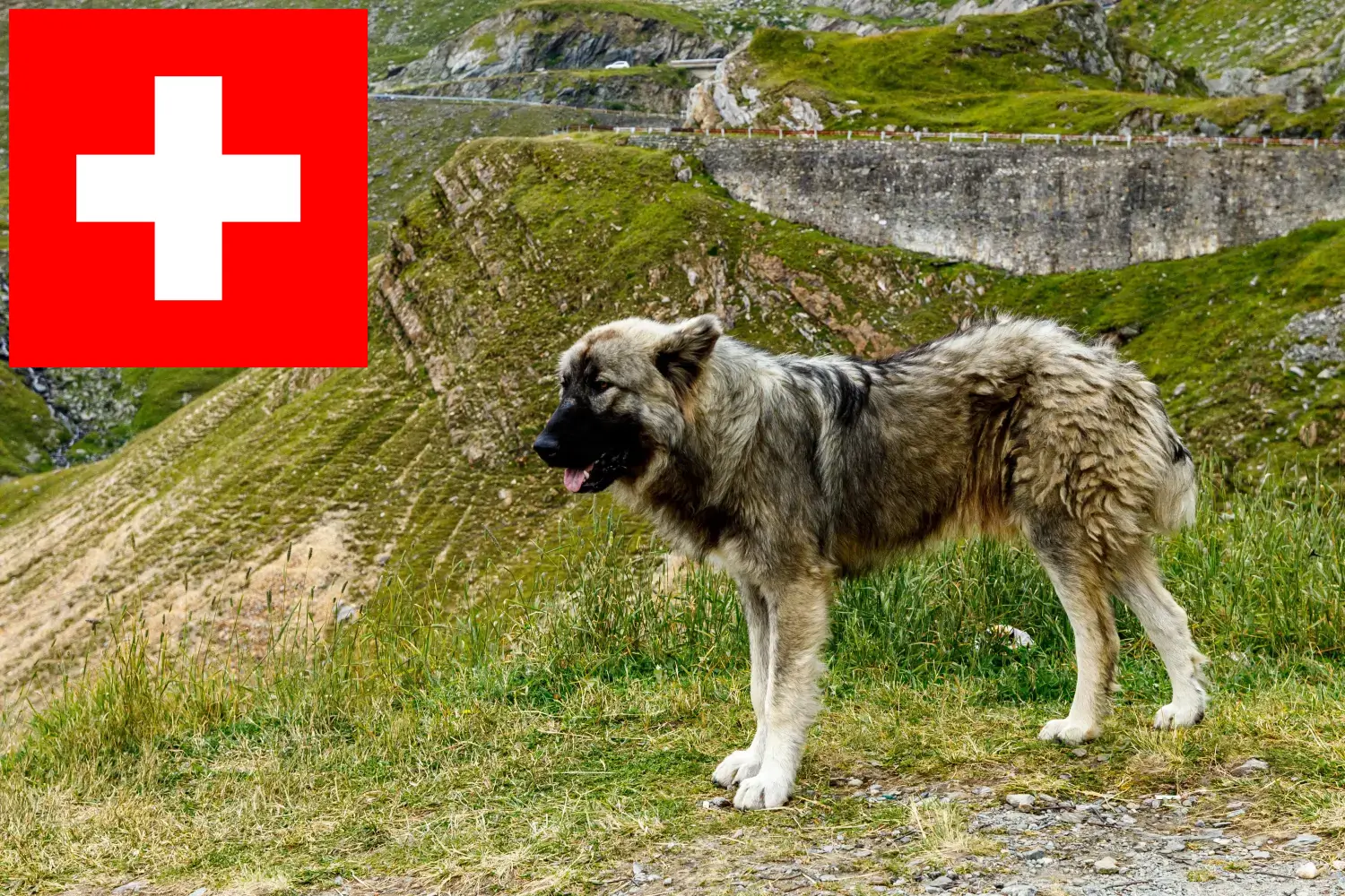 Read more about the article Ciobănesc Românesc Carpatin tenyésztők és kölykök Svájcban