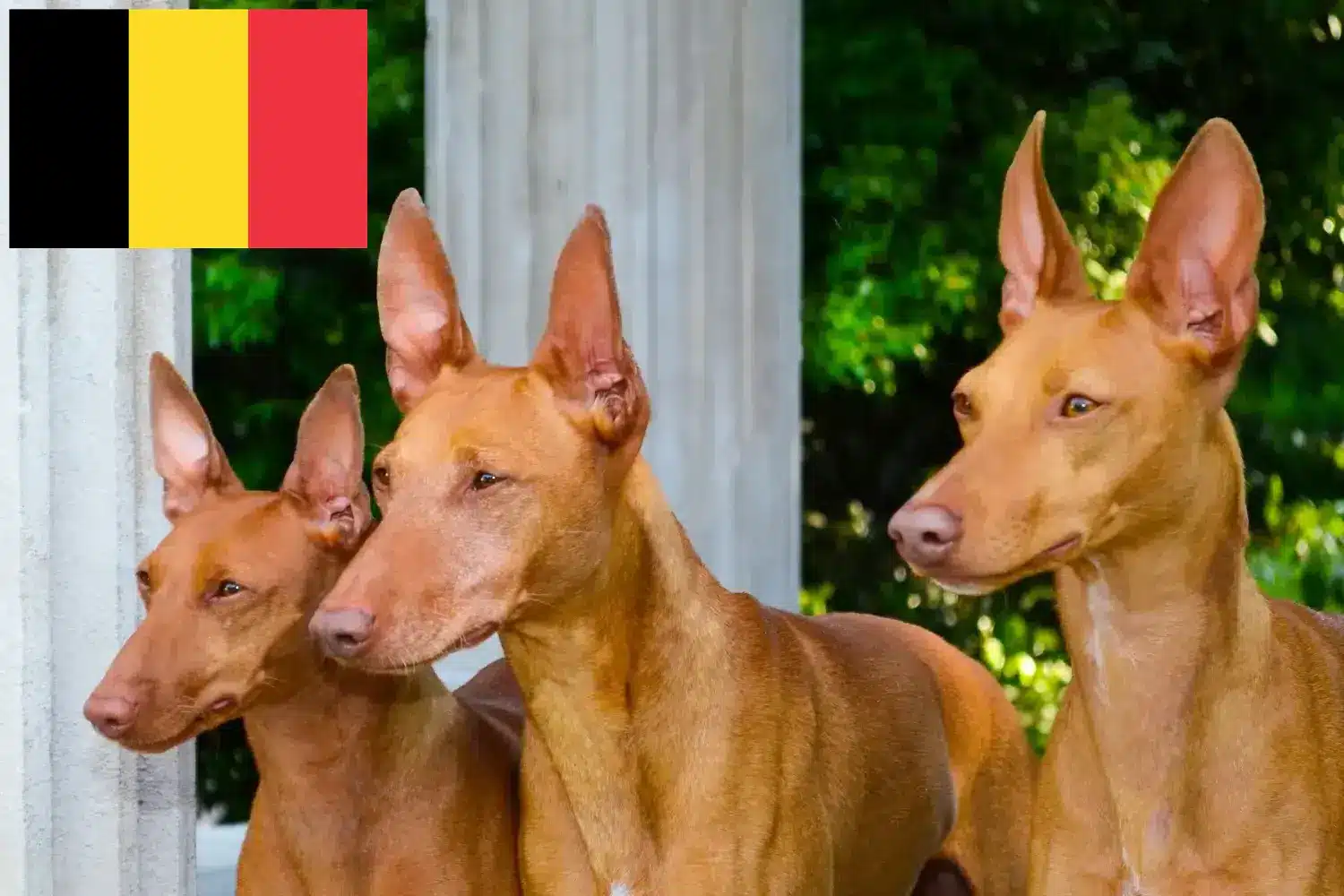 Cirneco dell' Etna kiskutyák és tenyésztők Belgium Itt megtalálja a Cirneco dell' Etnas tenyésztőit Belgiumban.