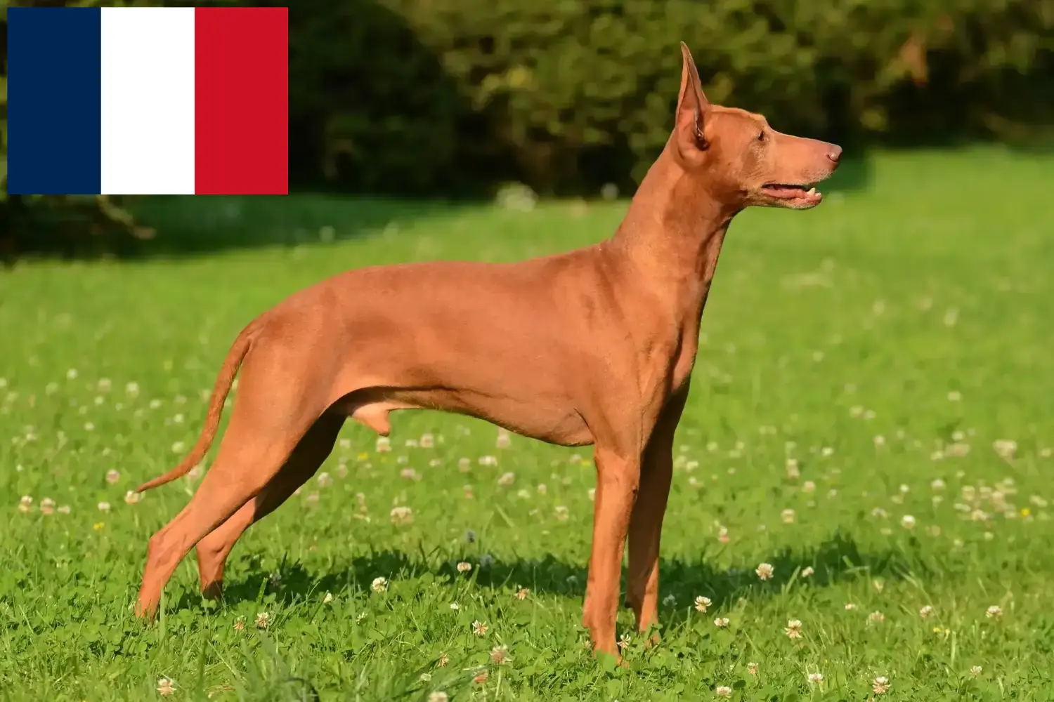 Cirneco dell' Etna kiskutyák és tenyésztők Franciaország Itt megtalálja a franciaországi Cirneco dell' Etnas tenyésztőket.