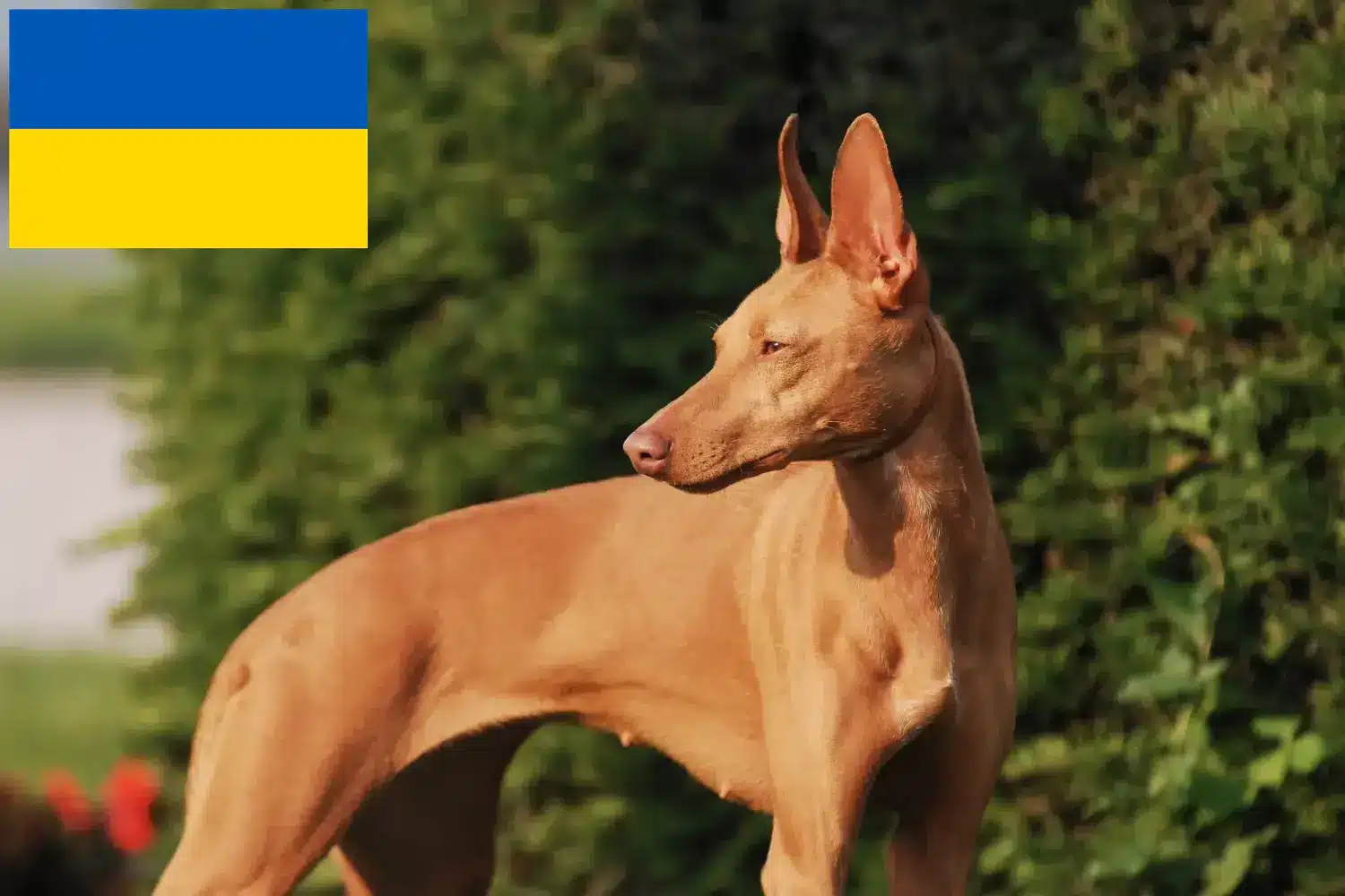 Cirneco dell' Etna kiskutyák és tenyésztők Ukrajna Itt megtalálja a Cirneco dell' Etnas tenyésztőit Ukrajnában.