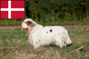 Read more about the article Clumber spániel tenyésztők és kölykök Dániában