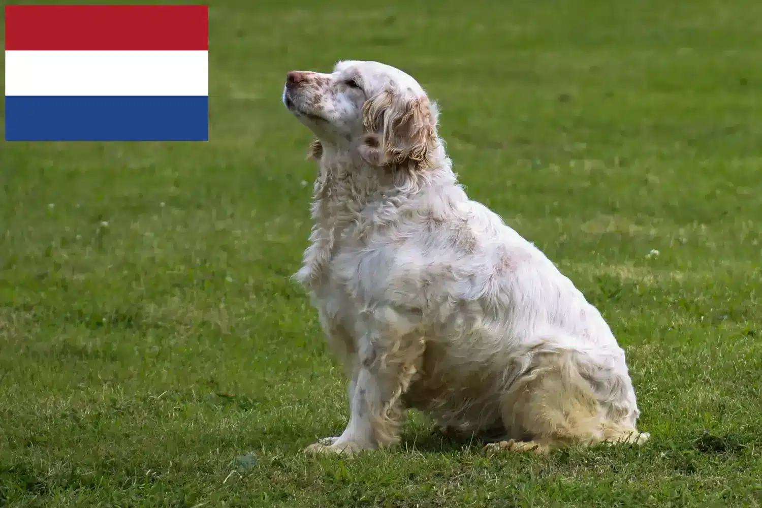 Clumber spániel kölykök és tenyésztők Hollandia Keresse meg a Clumber Spaniels tenyésztőket Hollandia területén.