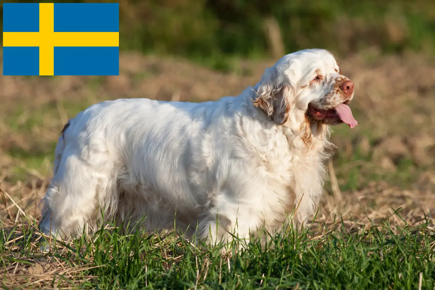 Clumber spániel kölykök és tenyésztők Svédországban Itt találhatsz Clumber Spaniel tenyésztőket Svédországban.