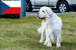 Read more about the article Clumber spániel tenyésztők és kölykök Csehországban