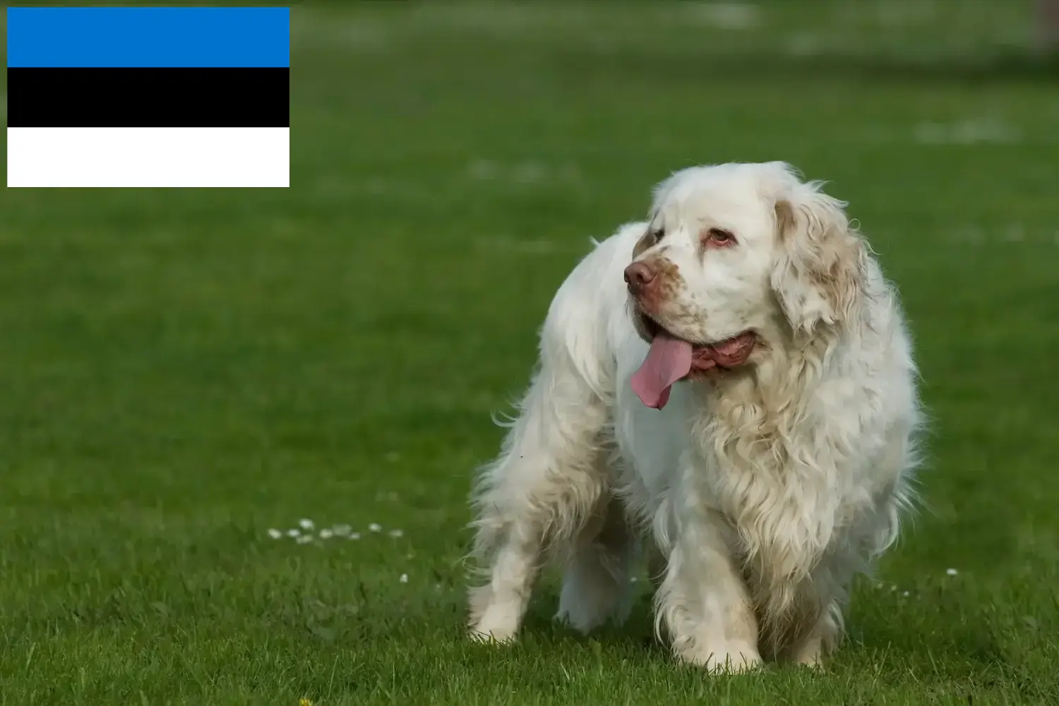 Clumber spániel kiskutyák és tenyésztők Észtországban Keresse meg a Clumber Spaniels tenyésztőket Észtországban.