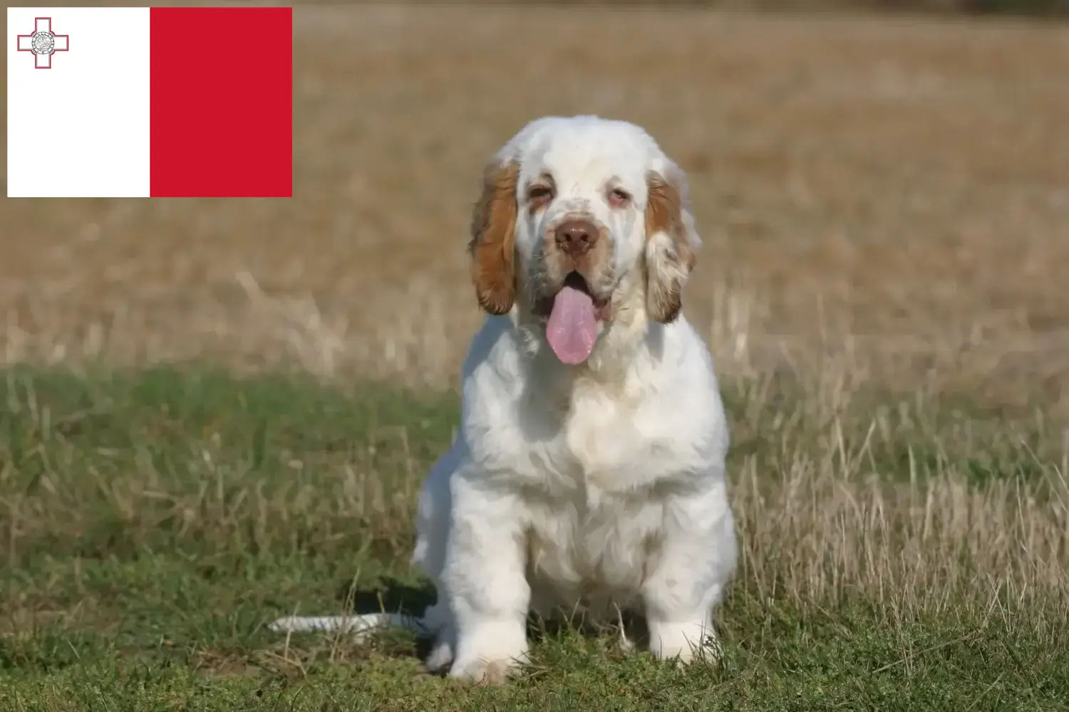 Clumber spániel kölykök és tenyésztők Málta Találd meg a Clumber Spaniels tenyésztőket Máltán.