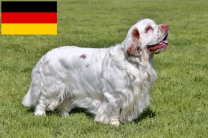 Read more about the article Clumber spániel tenyésztők és kölykök Németországban