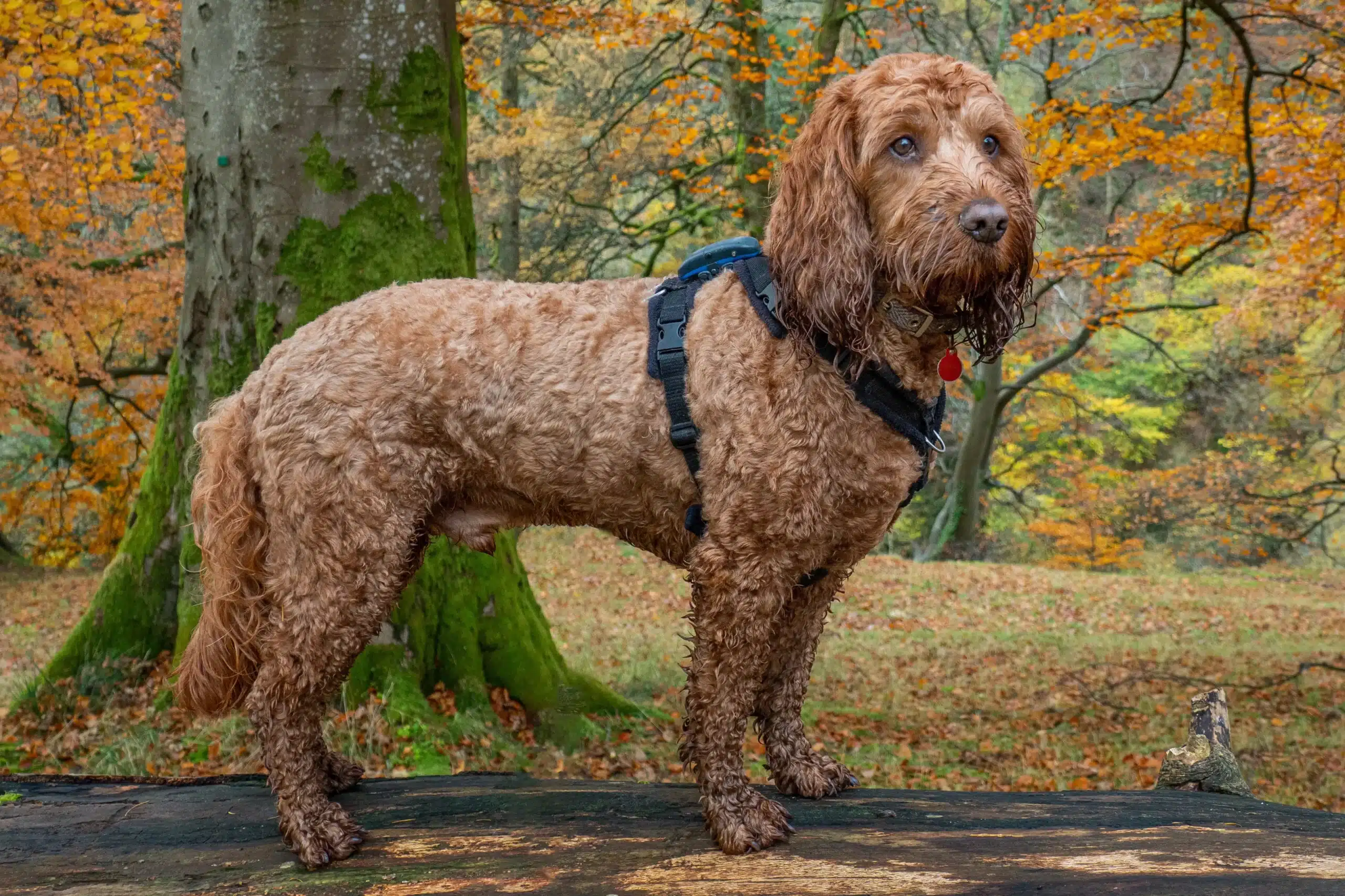 Read more about the article Cockapoo tenyésztő