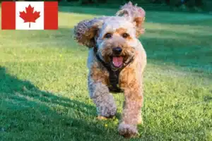 Read more about the article Cockapoo tenyésztők és kölykök Kanadában