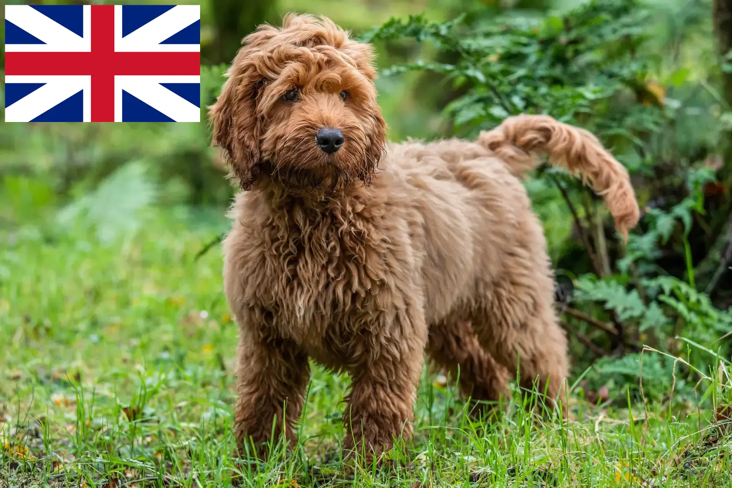 Cockapoo kiskutyák és tenyésztők Nagy-Britannia Itt megtalálja a Nagy-Britanniában található kakadu tenyésztőket.