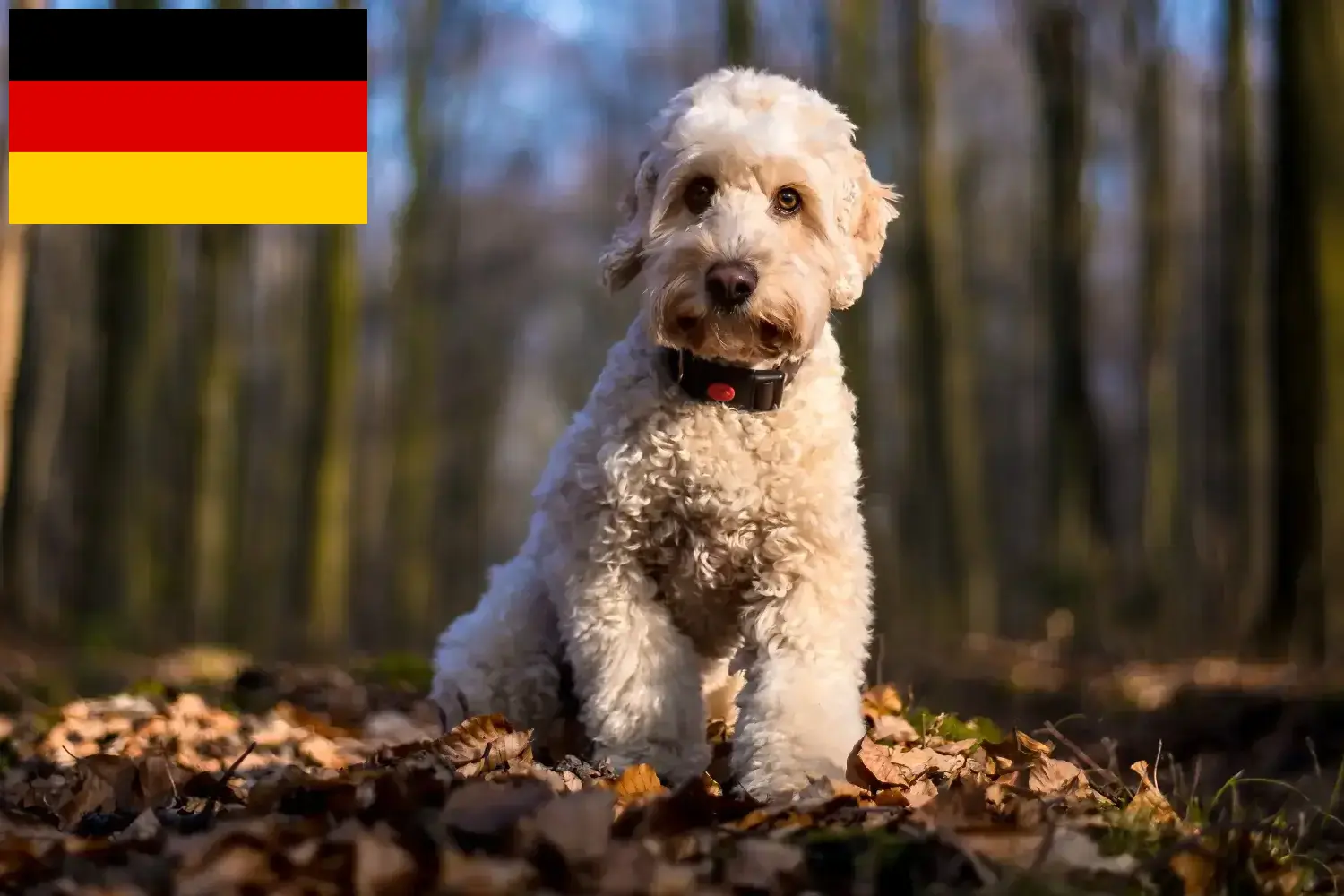 Cockapoo kiskutyák és tenyésztők Németország Itt megtalálja a németországi kakadu tenyésztőket.