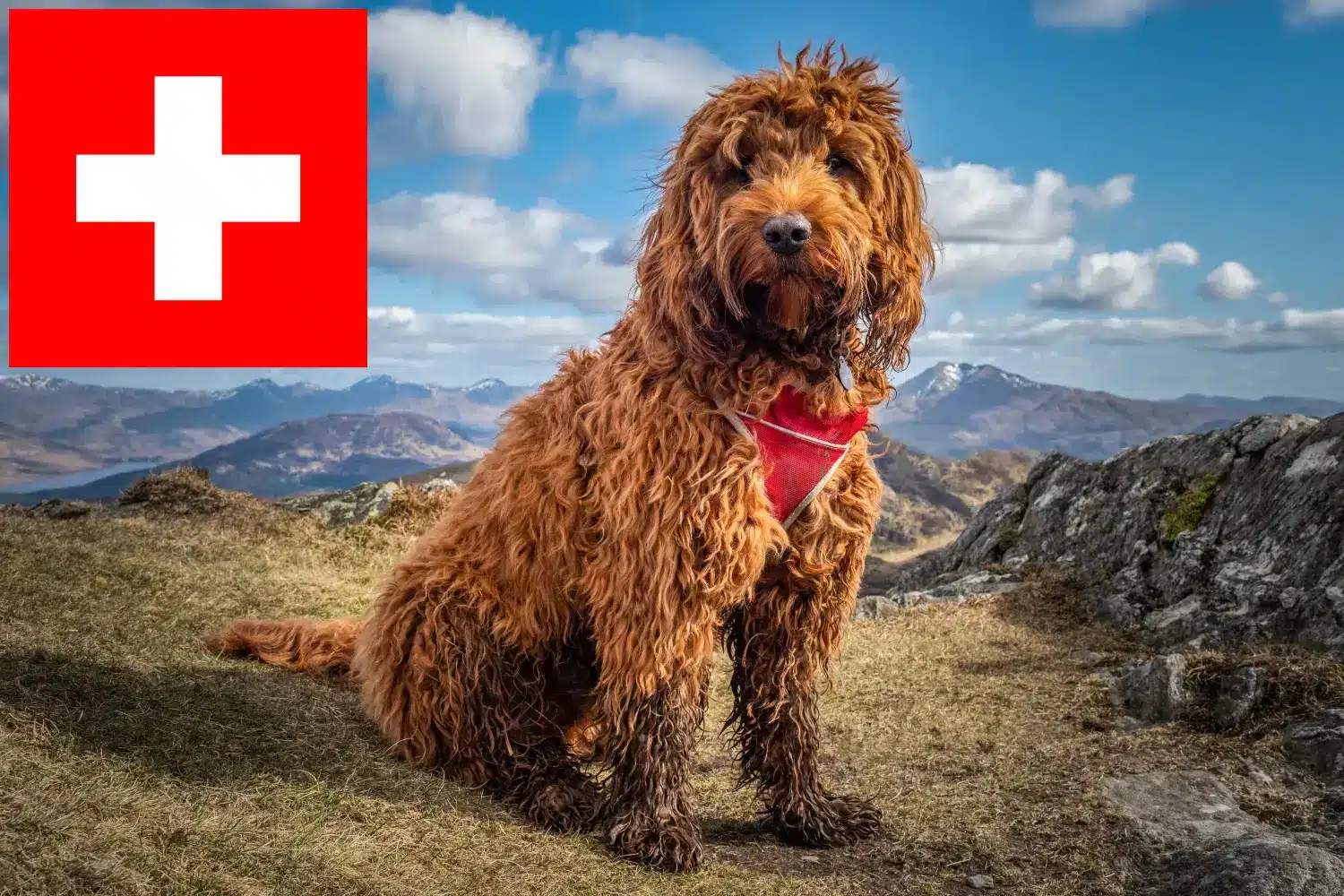 Cockapoo kölykök és tenyésztők Svájcban Itt megtalálja a Svájcban található kakadu tenyésztőket.