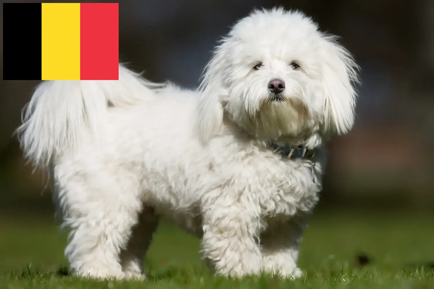 Coton de Tuléar kölykök és tenyésztők Belgium Keresse meg a Coton de Tuléars tenyésztőket Belgiumban.