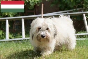 Read more about the article Coton de Tuléar tenyésztők és kölykök Magyarországon