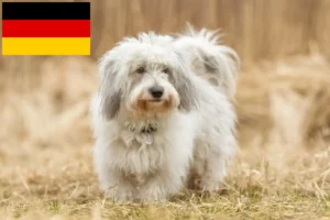 Read more about the article Coton de Tuléar tenyésztők és kölykök Németországban