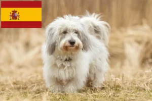 Read more about the article Coton de Tuléar tenyésztők és kölykök Spanyolországban