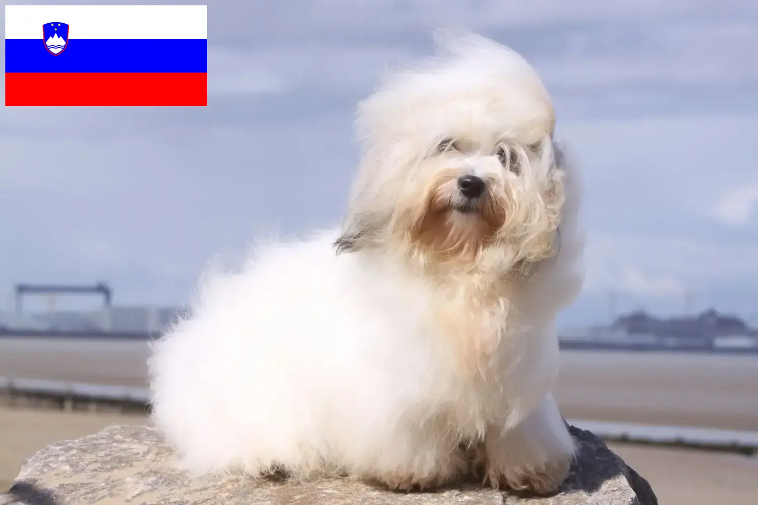 Coton de Tuléar kiskutyák és tenyésztők Szlovénia Keresse meg a Coton de Tuléars tenyésztőket Szlovéniában.