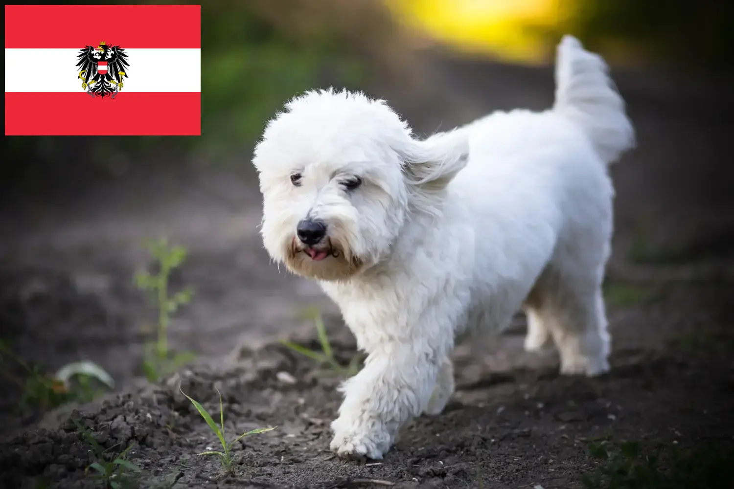 Coton de Tuléar kiskutyák és tenyésztők Ausztria Itt megtalálhatja a Coton de Tuléars tenyésztőket Ausztriában.
