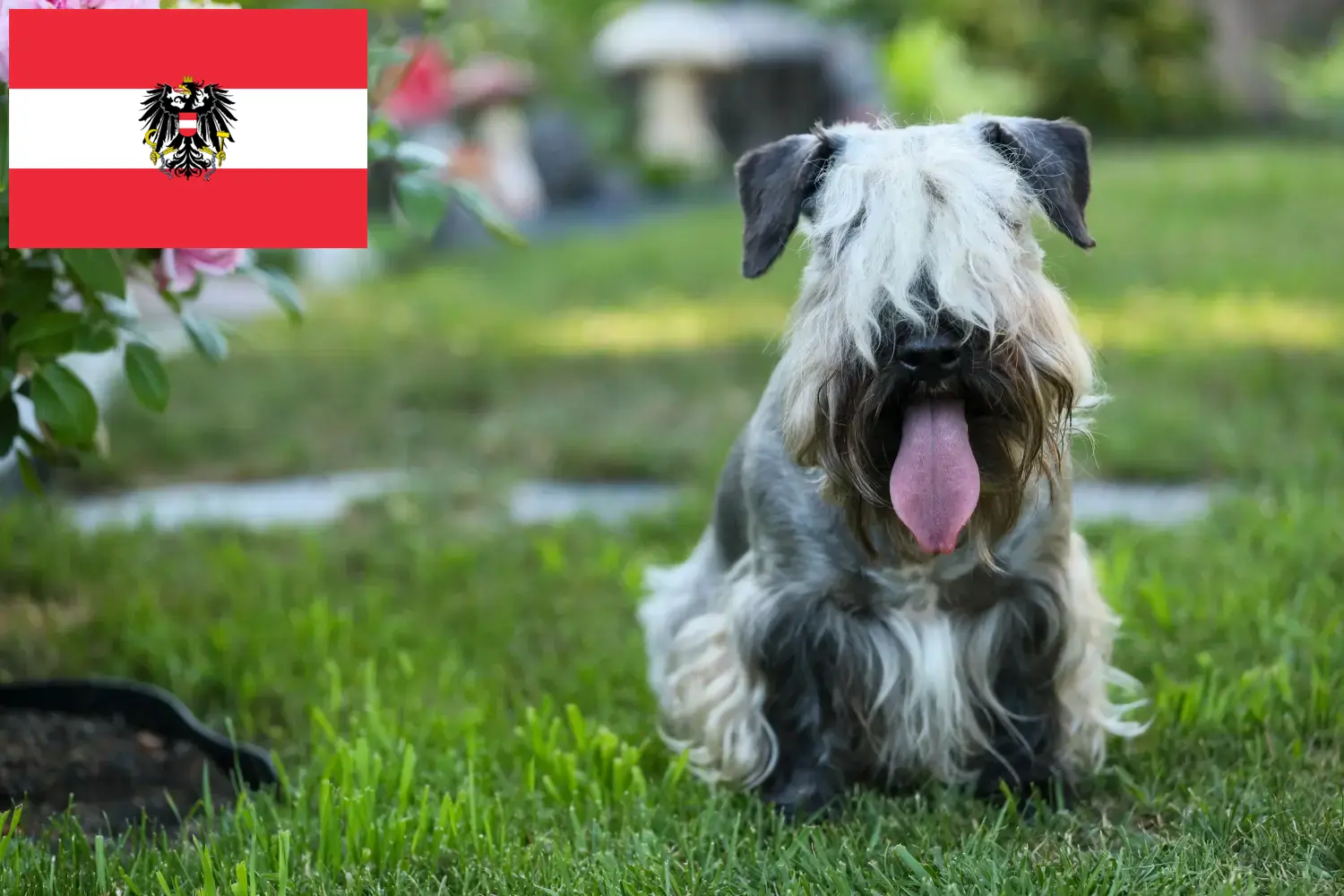 Cseh terrier kölykök és tenyésztők Ausztria Itt talál cseh terrier tenyésztőket Ausztriában.