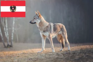 Read more about the article Csehszlovákiai farkaskutya tenyésztők és kölykök Ausztriában
