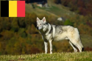 Read more about the article Csehszlovákiai farkaskutya tenyésztők és kölykök Belgiumban