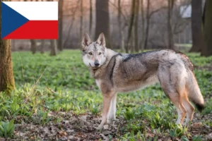 Read more about the article Csehszlovákiai farkaskutya tenyésztők és kölykök Csehországban