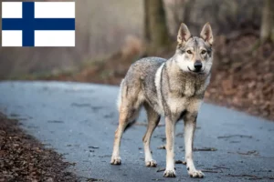 Read more about the article Csehszlovákiai farkaskutya tenyésztő és kölykök Finnországban