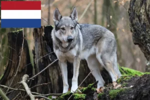 Read more about the article Csehszlovákiai farkaskutya tenyésztők és kölykök Hollandiában