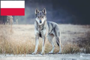Read more about the article Csehszlovákiai farkaskutya tenyésztők és kölykök Lengyelországban