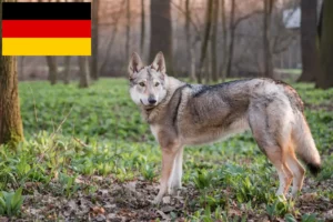 Read more about the article Csehszlovákiai farkaskutya tenyésztők és kölykök Németországban