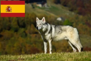 Read more about the article Csehszlovákiai farkaskutya tenyésztő és kölykök Spanyolországban