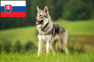 Read more about the article Csehszlovákiai farkaskutya tenyésztő és kölykök Szlovákiában