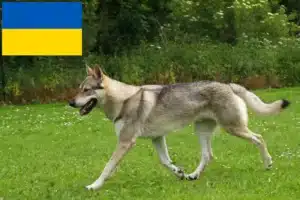 Read more about the article Csehszlovákiai farkaskutya tenyésztők és kölykök Ukrajnában