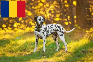 Read more about the article Dalmata tenyésztők és kölykök Romániában